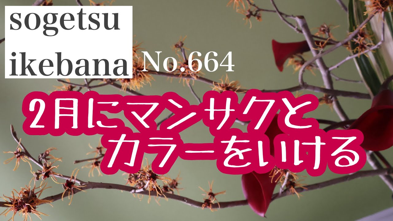 Arranging witch hazel and calla lilies in February No.664 - YouTube