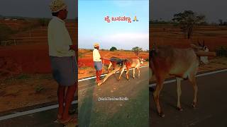 ಪ್ರಾಕ್ಟೀಸ್ ಮಾಡುವ ಸಮಯದಲ್ಲಿ 🚩💫 #cow #bullfarm #uk #trending #shortvideos #subscribe