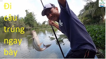 646 | Câu cá tra sông cá ăn giật liên tục | Fishing