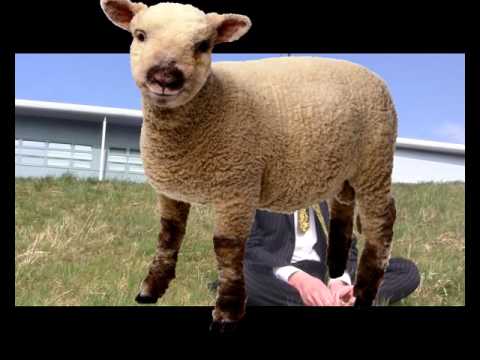 Mr Pascoe FT Sassy Dolly The Sheep! Richard Lander School