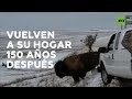 Bisontes vuelven a sus tierras tras 150 años I RT Play