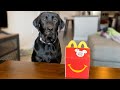 LABRADOR TRIES FIRST MCDONALDS HAPPY MEAL!!