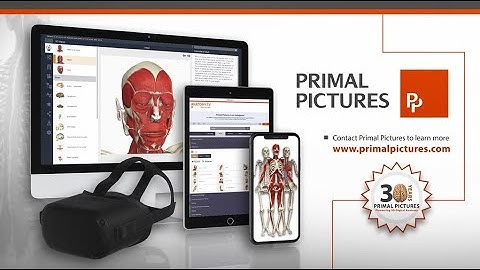 Primal Pictures – What