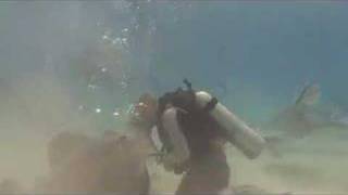 Killer Stingray Attack! (not really...)