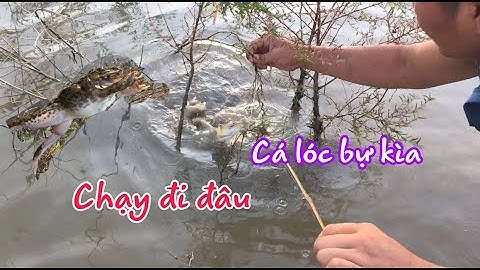 Cấm câu cá lóc mùa nước nổi dính được con ếch bự | fishing