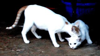 Mother cat tries to carry her big kitten almost as big as her by GBC Cats 886 views 1 year ago 1 minute, 5 seconds
