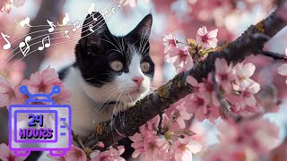 24 HOUR Calming Music for Cats with Anxiety | Sleep Music for Cats | Videos for Cats #187 by Dream Relax My Cat 2,611 views 2 weeks ago 24 hours