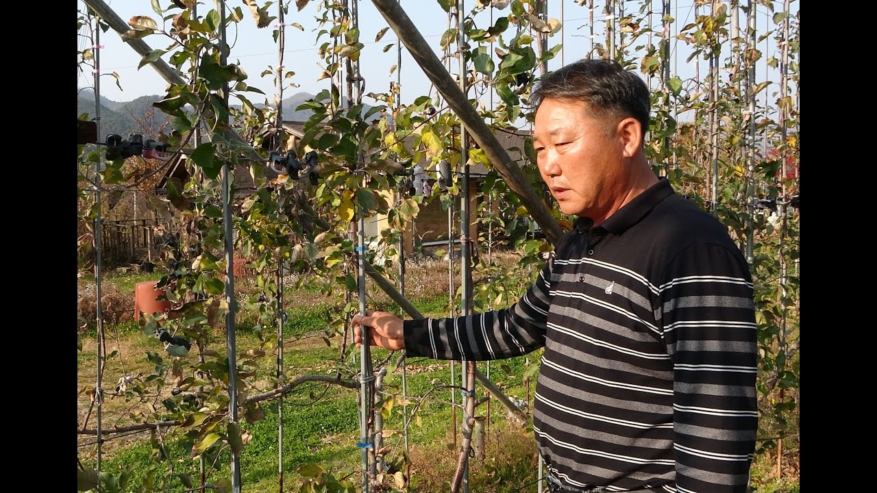 으뜸사과 명장의 비법 파헤치다(비법은 마지막에 정리)