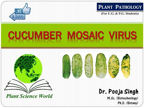 Video: English Mosaic Of Cucumber