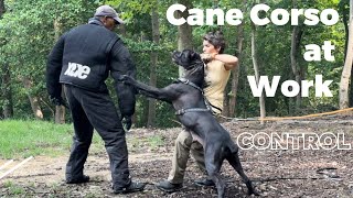 CANE CORSO PROTECTION training. Typical Ivy League Kennel training day #canecorso #dogtraining #dog by Ivy League Cane Corso Kennel 9,513 views 10 months ago 1 minute, 24 seconds