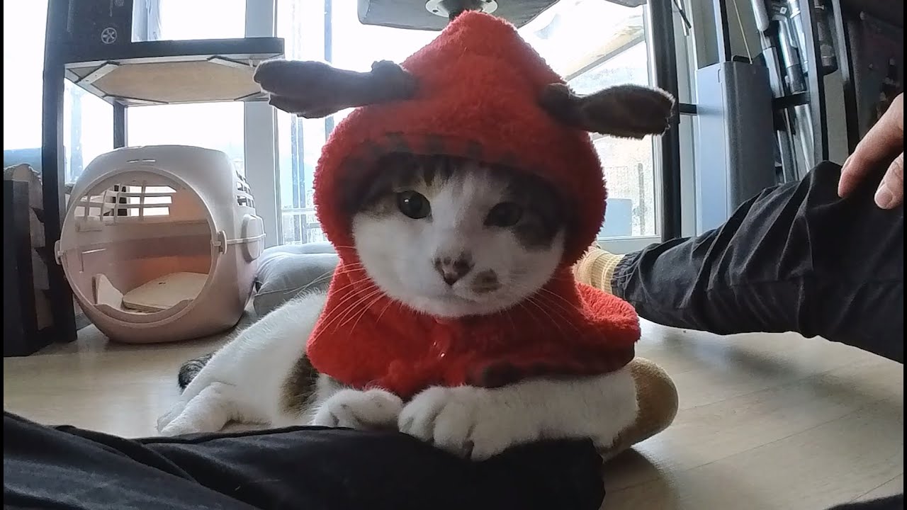 고양이에게 옷을 입혀 보았다