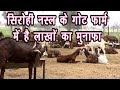 Got Farm-सिरोही नस्ल की बकरी_लाखो की आय#earn money by farming#organic farming# Got milk#Got income