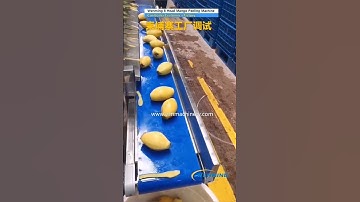 8 heads mango peeling Machine in customer factory