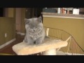 British Shorthair Kittens - 7/8 weeks old