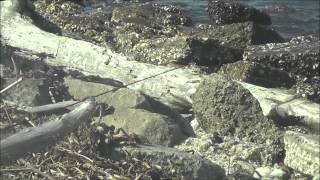 Louisiana.  Fishing Lake Pontchartrain.  A Limit Of Reds!  Bonnet Carre Spillway.