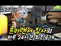 고양이와 하루종일 생활하는 프리랜서 집사의 하루 최초 공개 ㅣ cat butler vlog