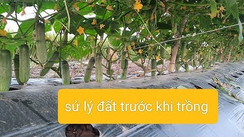 cách sử lý đất trước khi xuống dưa leo /để có vụ mùa bội thu
