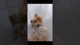 Que Bonito Es Retozar