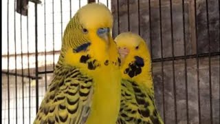 TCB yellow red eye budgies | TCB Breeder pairs | Hafiz Asharib Birds Aviary