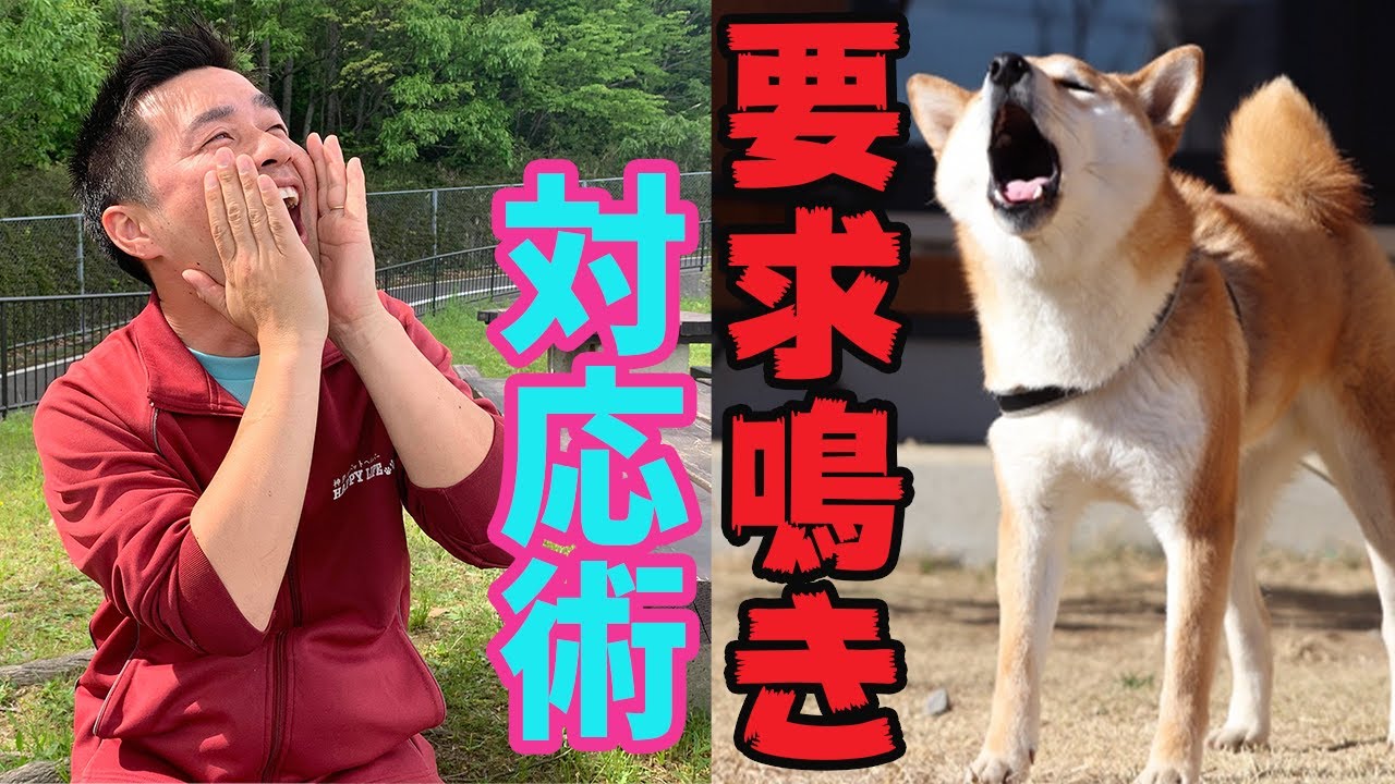 [コンプリート！] 子犬 要求吠え 無視 治らない 253962子犬 要求吠え 無視 治らない