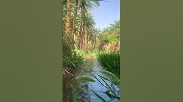 (إِنَّ اللَّهَ وَمَلائِكَتَهُ يُصَلُّونَ عَلَى النَّبِيِّ ...) القارئ عمر ضياء الدين