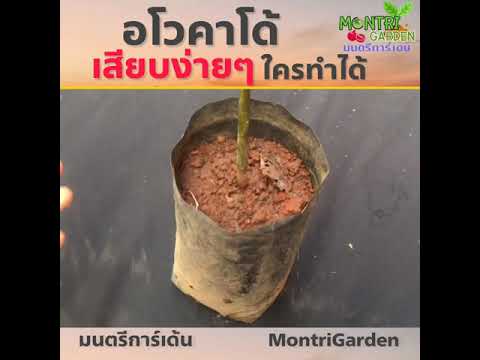การเสียบยอดอโวกาโด้ Grafting avocado (100% success)