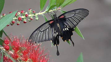 Laat je deze zomer betoverenI Omroep PeelRand