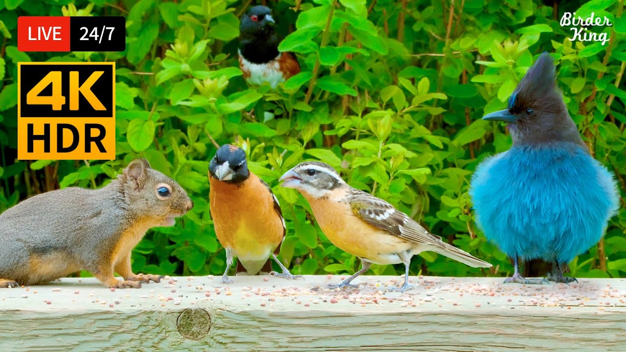 🔴 24/7 LIVE: Cat TV for Cats to Watch 😺 Cutest Chipmunks Birds and Squirrels 🐿️ Cat Games 4K