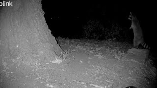 Scent Marking - Our Fox Is A Female!