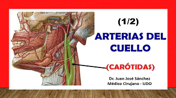 ¿En qué lado del cuello se encuentra la arteria carótida?