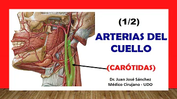 Como a artéria carótida comum se divide qual a posição destes ramos no pescoço?