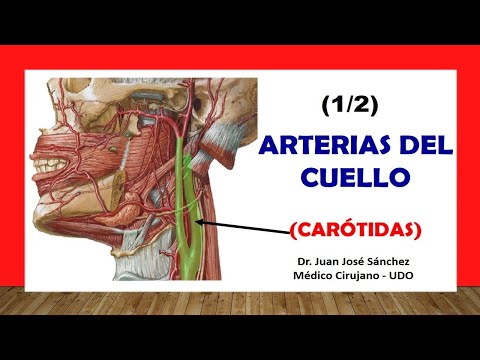 Vídeo: Diferencia Entre La Pulsación De La Arteria Carótida Y La Pulsación De La Vena Yugular