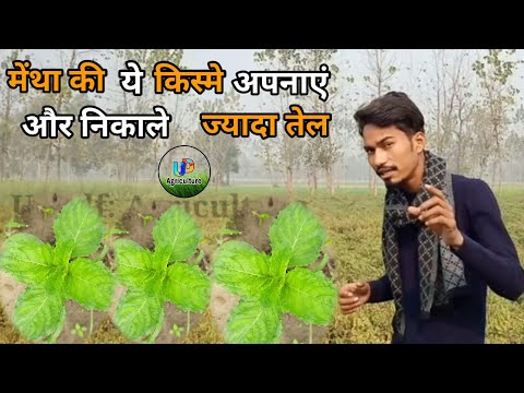 Mentha oil farming Nursery || मेंथा खेती के लिए जड़ की आवश्यकता हेतु संपर्क करें