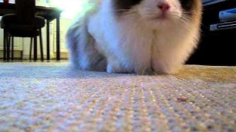 Alfie The Ragdoll playing fetch