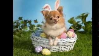 Video thumbnail of "'Here Comes Peter Cottontail' - By Gene Autry - Happy Easter"