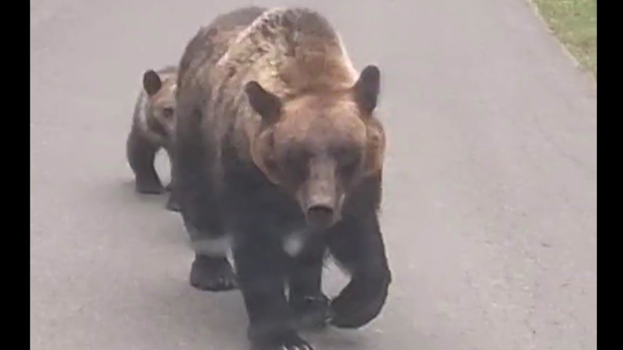 ひぐま様の専用 ヒグマ異常事態】「軽自動車をひっくり返すことができる」「人間の体が