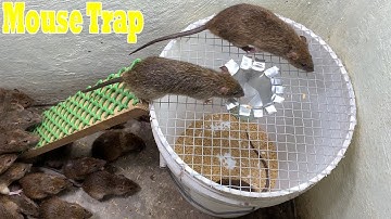 Easy mouse trap with plastic bin, crafting the most effective mousetrap | Best Mouse Trap