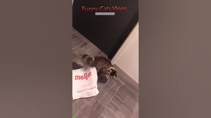 Watch the video about Cat Lover 🐱 Will Cheer you Up 🙀 #FunnyCats Ep 2108