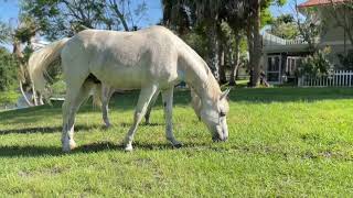 9975 SW Green Ridge Lane Palm City FL 34990