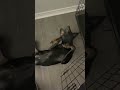 Oh My God!! I thought you were dead 😵😤#sleepdog #dog #dramatic #fyp #funnyvideos