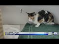 Kirk's Critters: Calico Carley