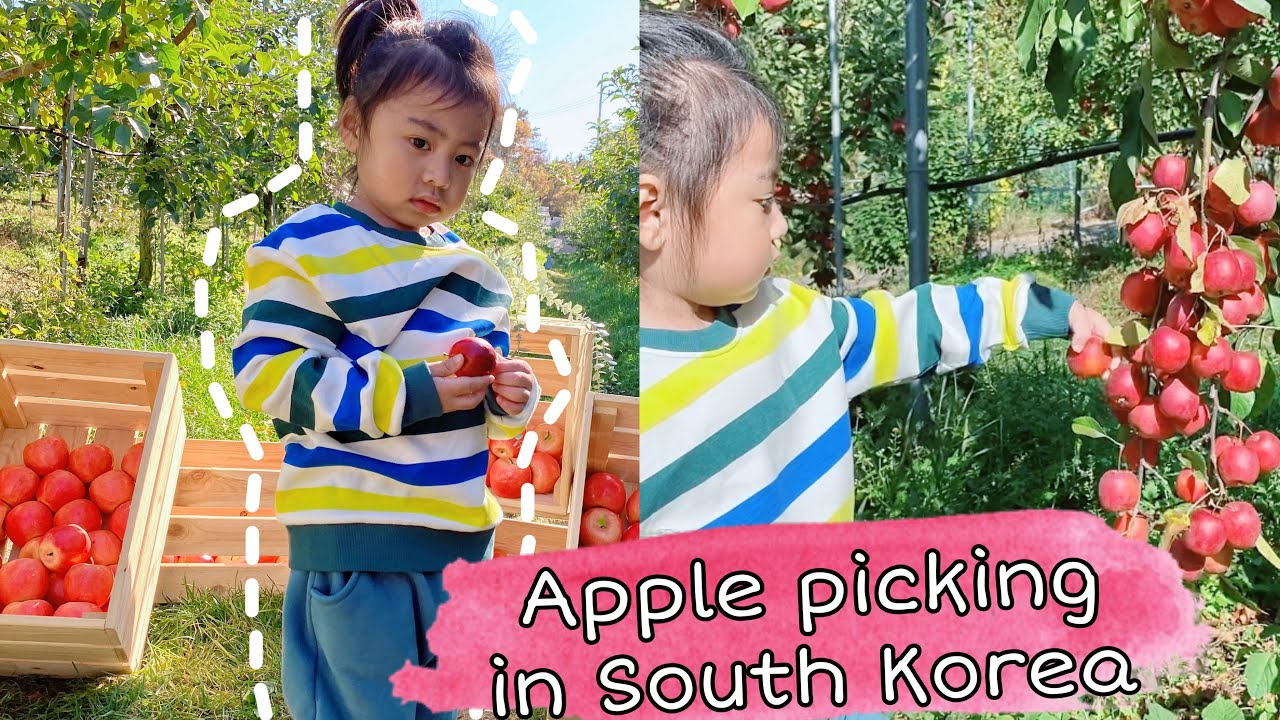 Where to go APPLE PICKING in South Korea Boss apple farm YouTube