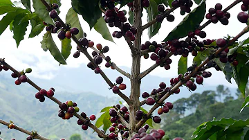 ¿Qué es el género del café?