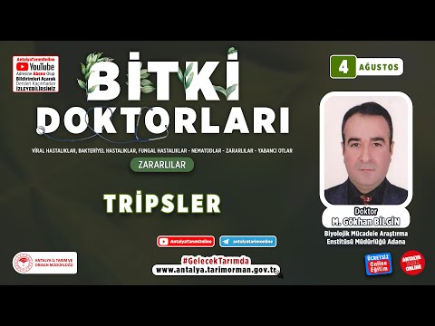 Video: Narenciye Thrips Kontrolü - Narenciye Thrip Zararlıları Nasıl Tedavi Edilir