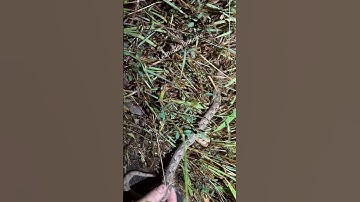 Phát hiện rắn lục nưa bên vệ đường | @thegioiran