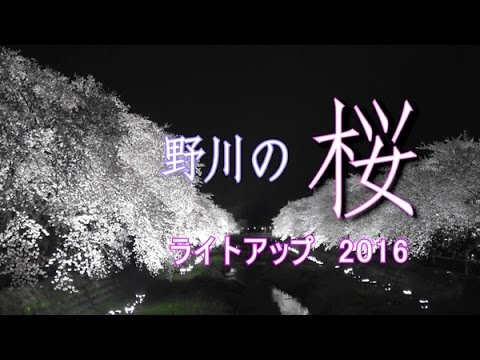 野川の桜 ライトアップ２０１６ Youtube