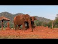 Elephants’ friendship: Bai toey and Mee boon