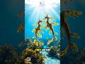 The Fish That Disguises as Seaweed 🌿🐟
