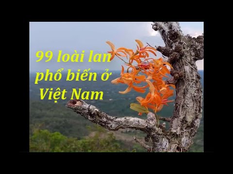 99 loài lan PHỔ BIẾN (Việt Nam) 🌺 LanTHAO.com 0918.851152