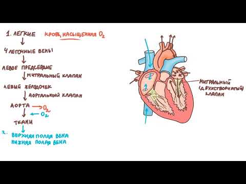 Физиология сердечно-сосудистой системы